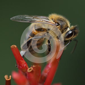 Bee in my garden feeding on a flower. 149733349