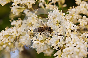 Bee in a garden on honey flowers