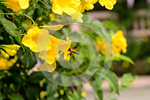 Bee in garden park