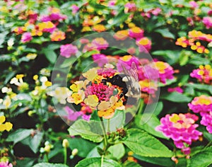 Bee gather honey from blooming colorful lantana flowers