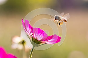 Bee gather honey from cosmos