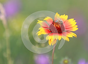 Bee gather honey in flower
