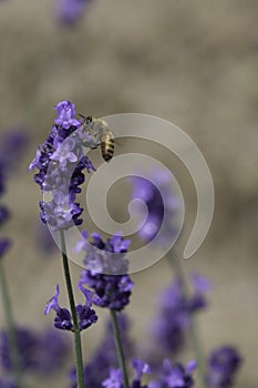 A bee gathered pollen from purple lavender flower