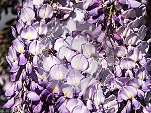 Bee gathering flowers from wisteria. The exuberant flowering of wisteria, full of pollen, is a real treasure for the foragers