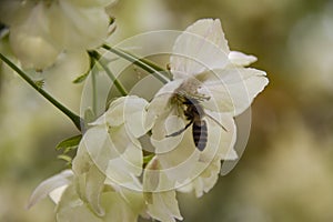 A bee gathering honey