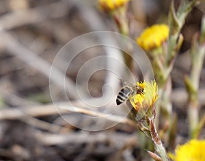 Bee gathering honey