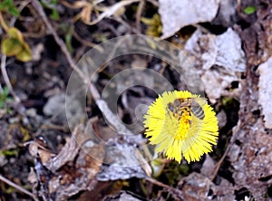 Bee gathering honey