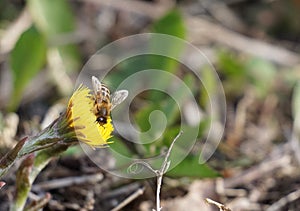 Bee gathering honey