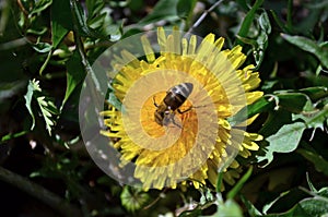 A bee gathering honey on dandelion