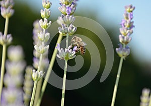 A bee gathering honey on lavender flowers