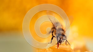 Bee gathering honey and nectar