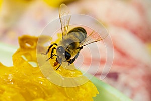 Bee gathering honey and nectar photo