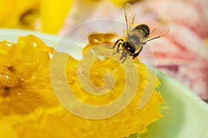 Bee gathering honey and nectar photo