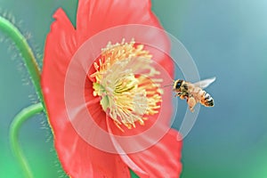 Bee gathering honey from red flower