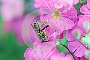 Bee gathering honey from red flower