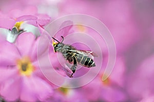 Bee gathering honey from red flower