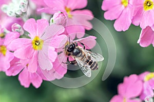 Bee gathering honey from red flower