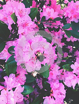 A bee gathering honey from rhododendrons flowers