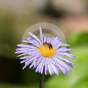 Bee gathering nectar on the camomile