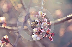 Bee gathering nectar on cherry