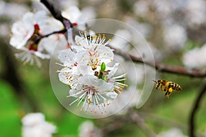 Bee gathering nectar in a garden