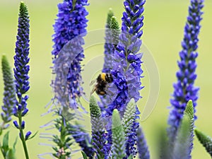 Bee gathering nectar from Veronica Spicata Ulster Dwarf Blue flowers