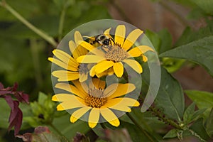 Bee Gathering Nectar from a Yellow Ox Eye Sunflower photo
