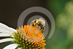 Bee Gathering Pollen