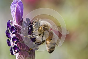 Bee gathering pollen photo