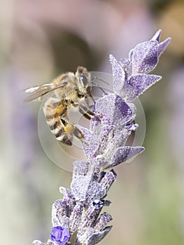 Bee gathering pollen