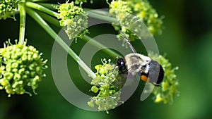 Bee Gathering Pollen from an Accommodating Flower