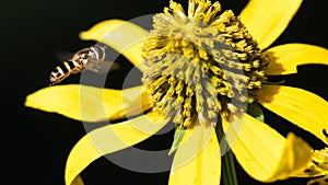 Bee Gathering Pollen from an Accommodating Flower