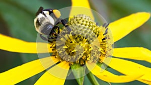 Bee Gathering Pollen from an Accommodating Flower