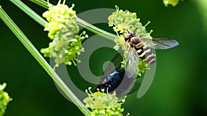 Bee Gathering Pollen from an Accommodating Flower