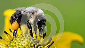 Bee Gathering Pollen from an Accommodating Flower