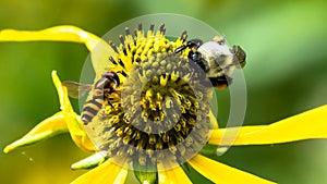 Bee Gathering Pollen from an Accommodating Flower