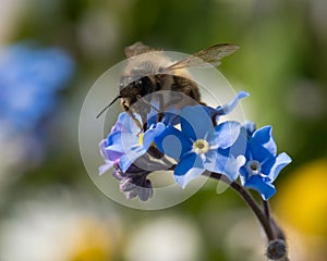 Bee Gathering Pollen from a Blue Flower in Spring