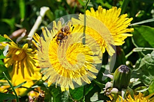 Bee gathering pollen from dandelion flower