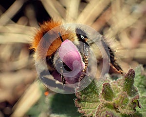 Bee gathering pollen on a flower