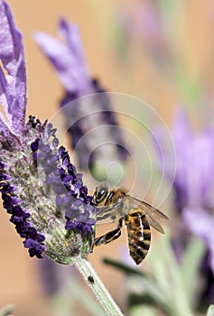 Bee Gathering Pollen Lavender