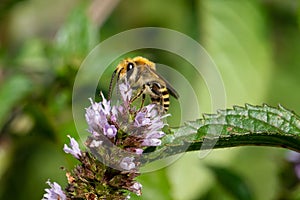 Bee Gathering Pollen On A Mint Flower