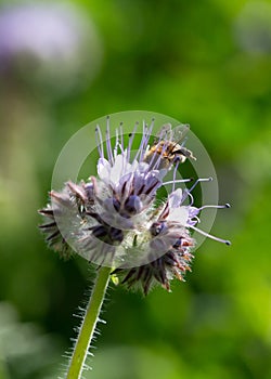 Bee gathering pollen from a phacelia flower photo