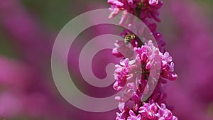 Bee Gathering Pollen On Pink Blossoming Of Judas Tree. Cercis Is A Tree Or Shrub. Close up.