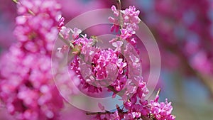 Bee Gathering Pollen On Pink Blossoming Of Judas Tree. Cercis Is A Tree Or Shrub. Close up.