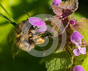 Bee Gathering Pollen from a Pink Flower in Spring