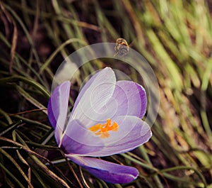 Bee over crocus flower