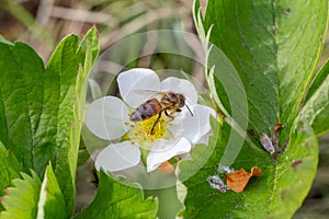 Bee gathering pollen from a white blooming strawberry flower.