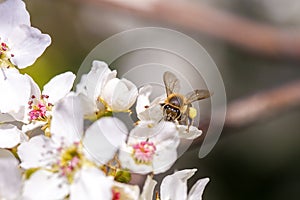 Bee gathering pollen from a white cherry blossom