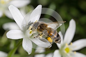 Bee gathering pollen on white flower