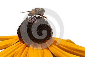 Bee Gathers Pollen